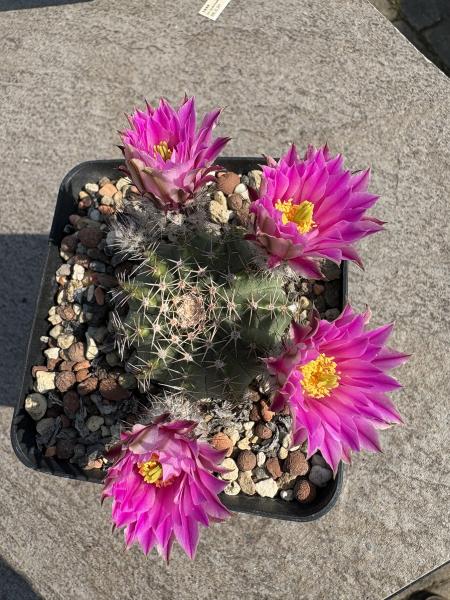 Echinocereus pulchellus ssp acanthosetus